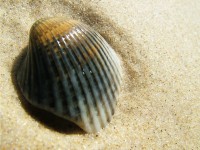 /album/nesian-photography/nesian-picture-11-copy-jpg/